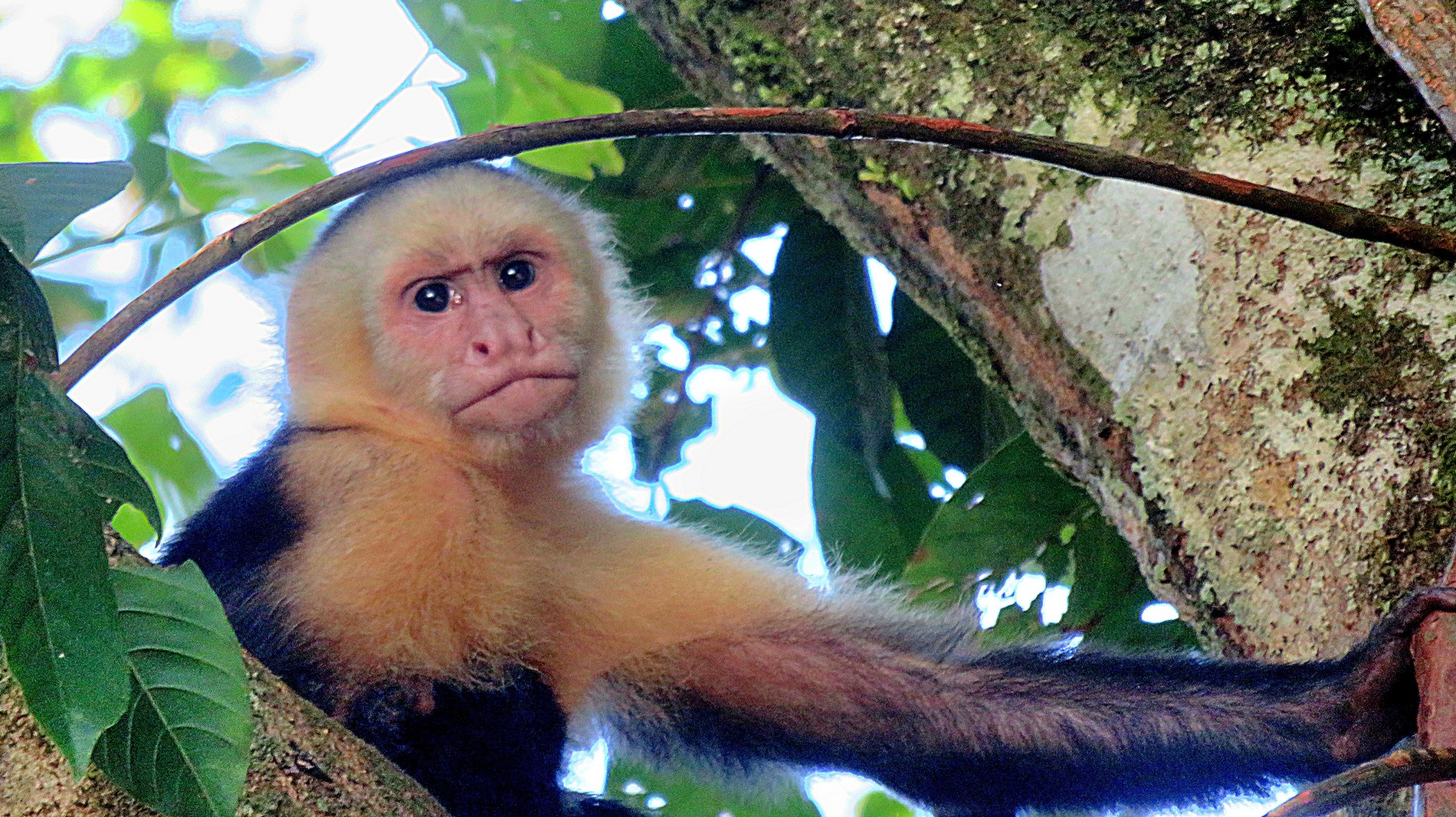  Drake Bay -> Manuel Antonio > San José