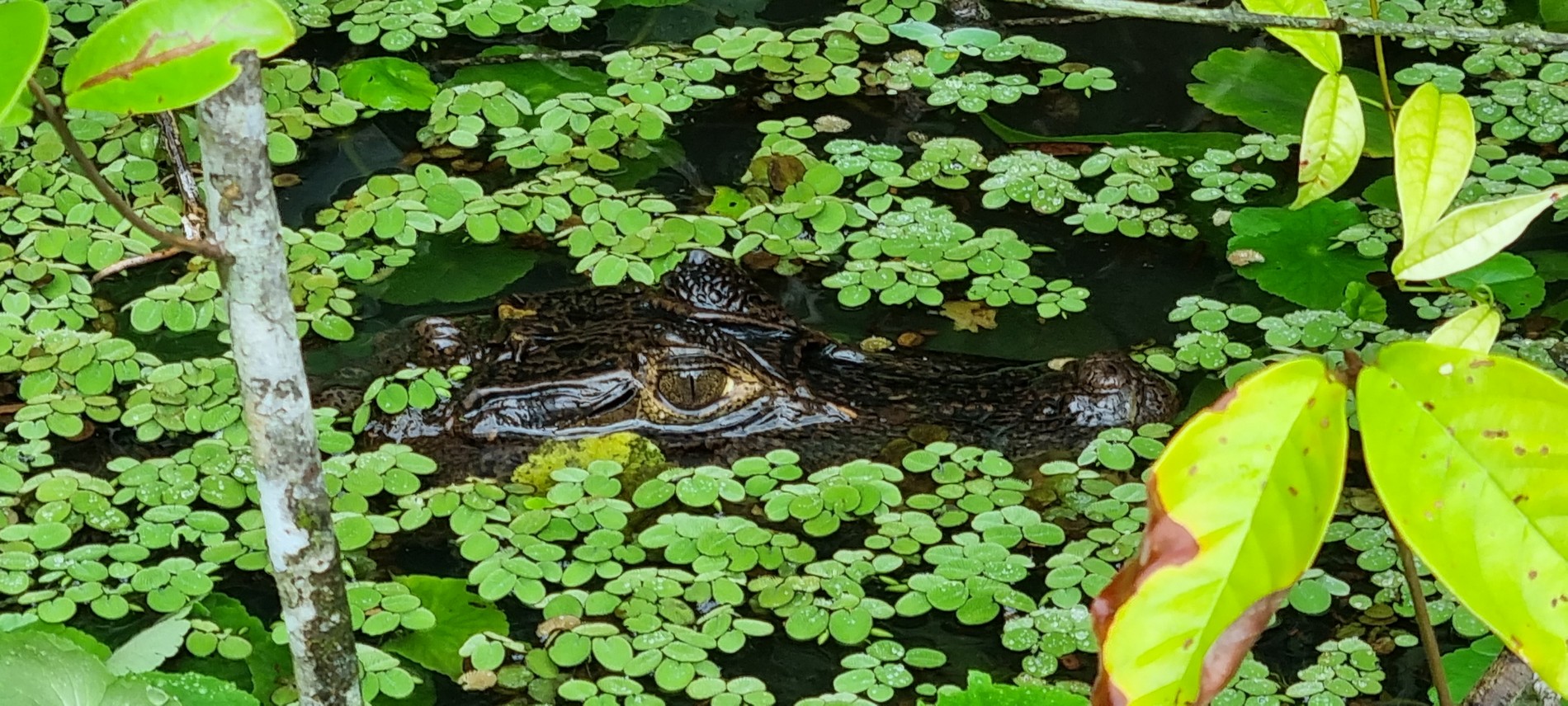  Cahuita > Tortuguero