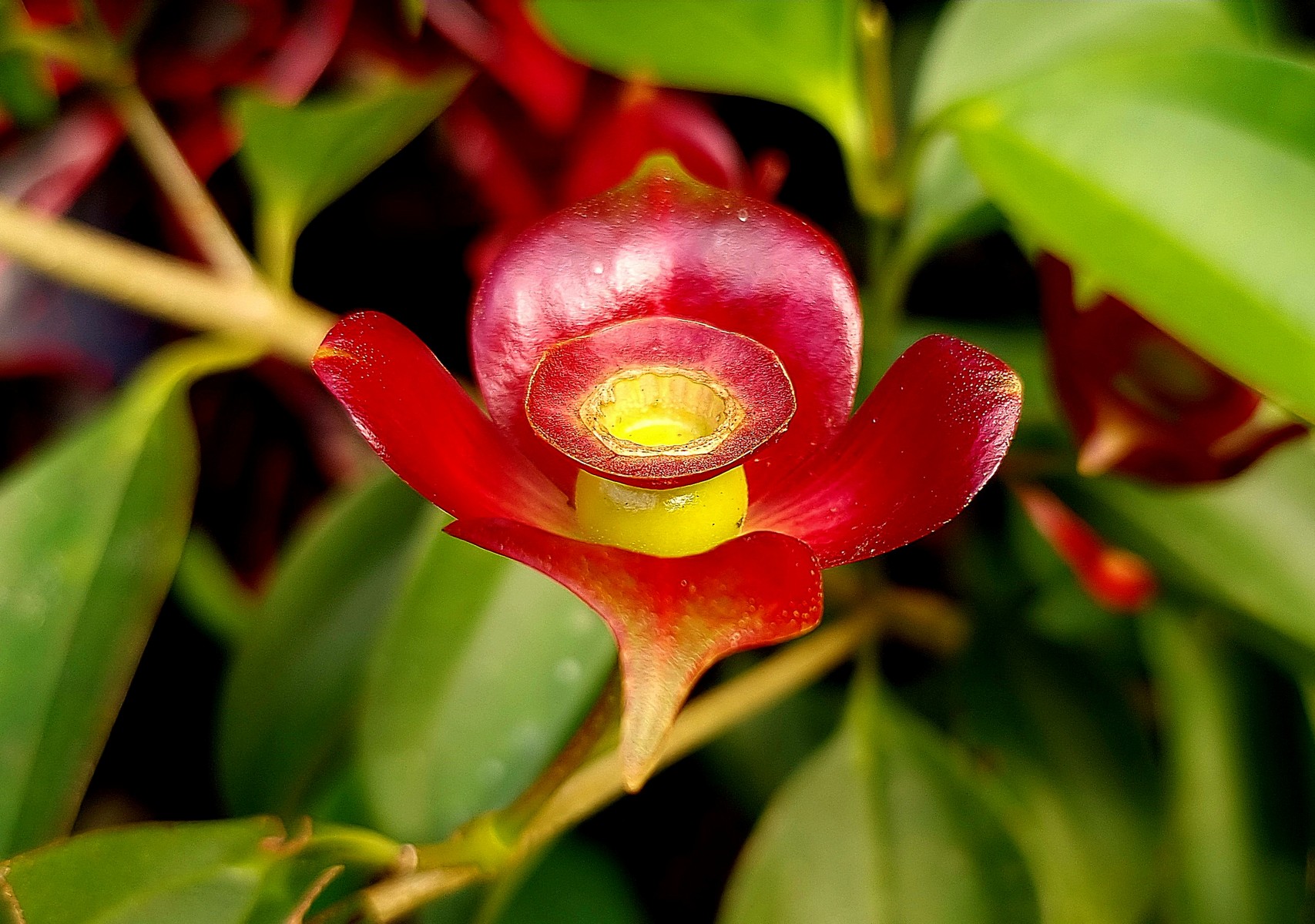  Monteverde > Colonia Blanca (Alajuela)