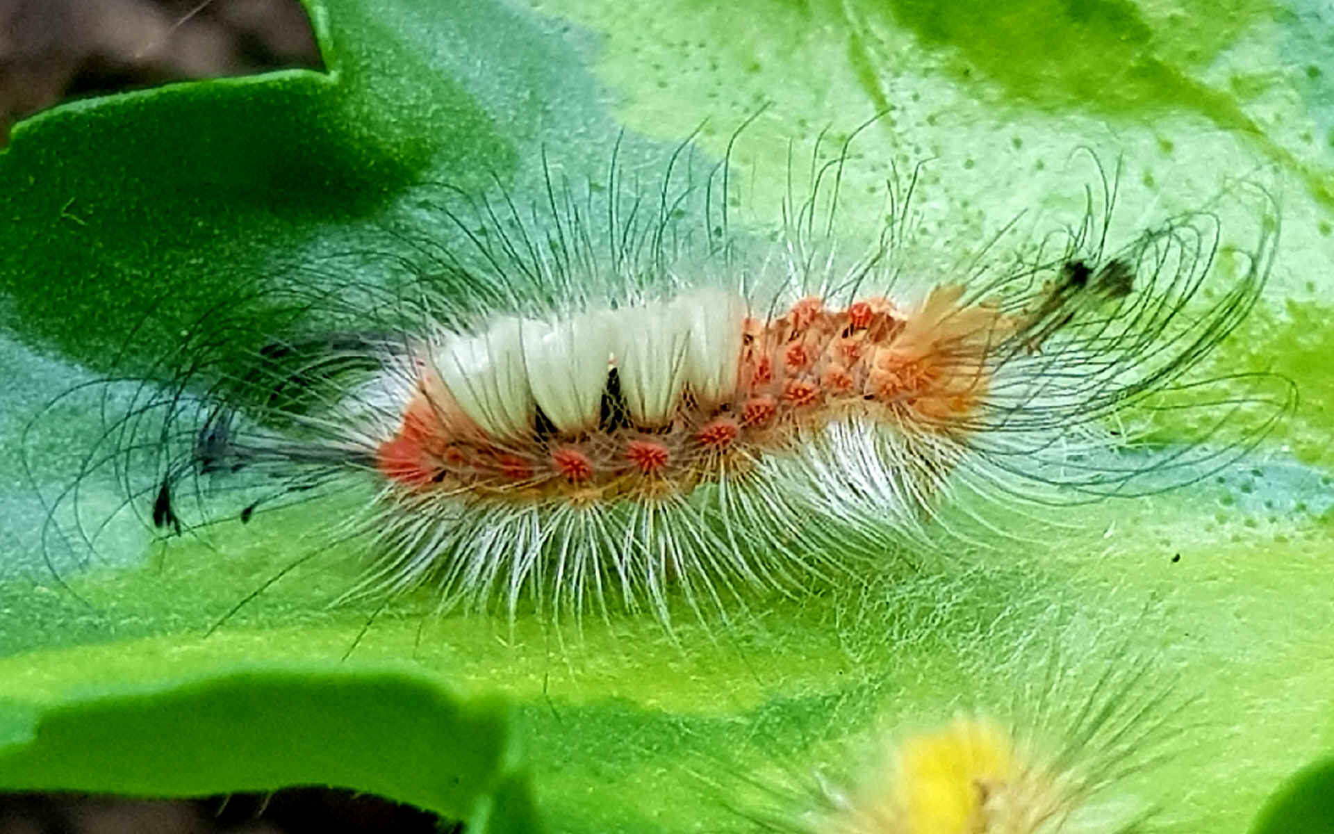  St Etienne de Baigorry - Estérencuby