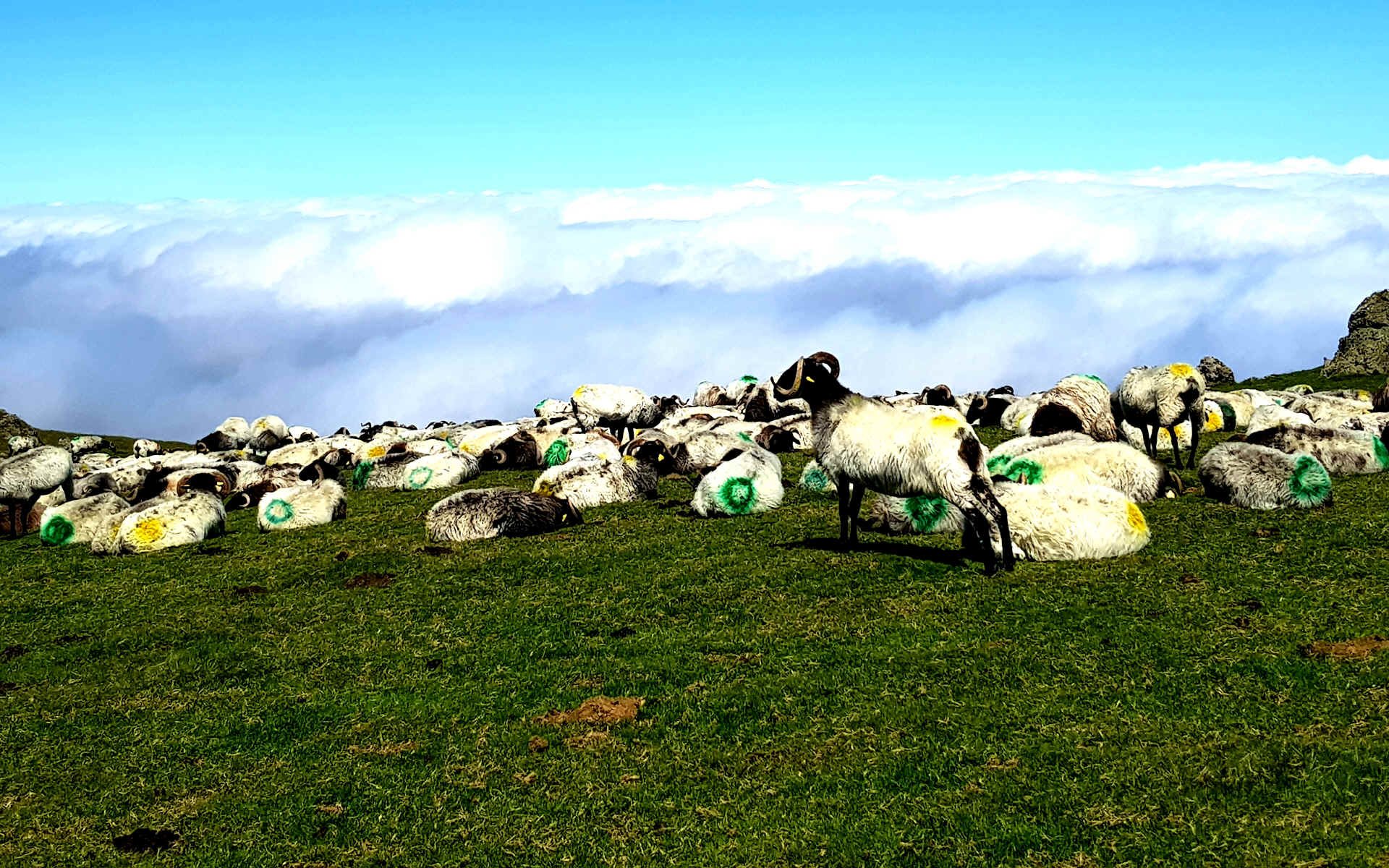  Estérencuby - Les châlets d'Iraty