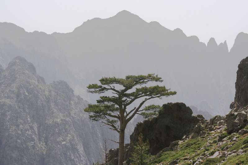  Ortu di u Piobbu - Carozzu