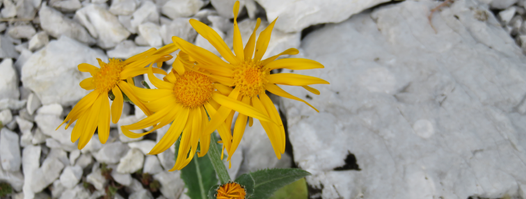 Alpes Gr 5 Nord - Leman Modane