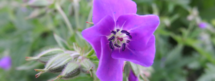 Alpes Gr 5 Nord - Leman Modane