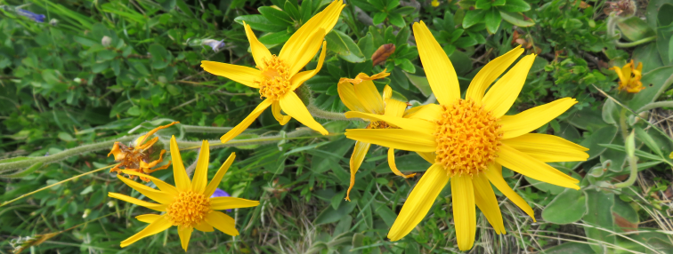 Alpes Gr 5 Nord - Leman Modane