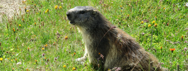 Alpes Gr 5 Nord - Leman Modane