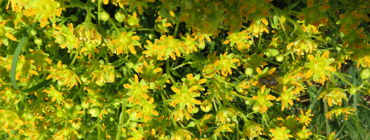 Alpes Gr 5 Nord - Leman Modane