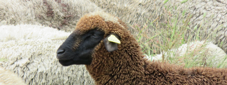 Alpes Gr 5 Nord - Leman Modane