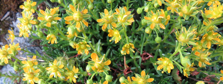 Alpes Gr 5 Nord - Leman Modane