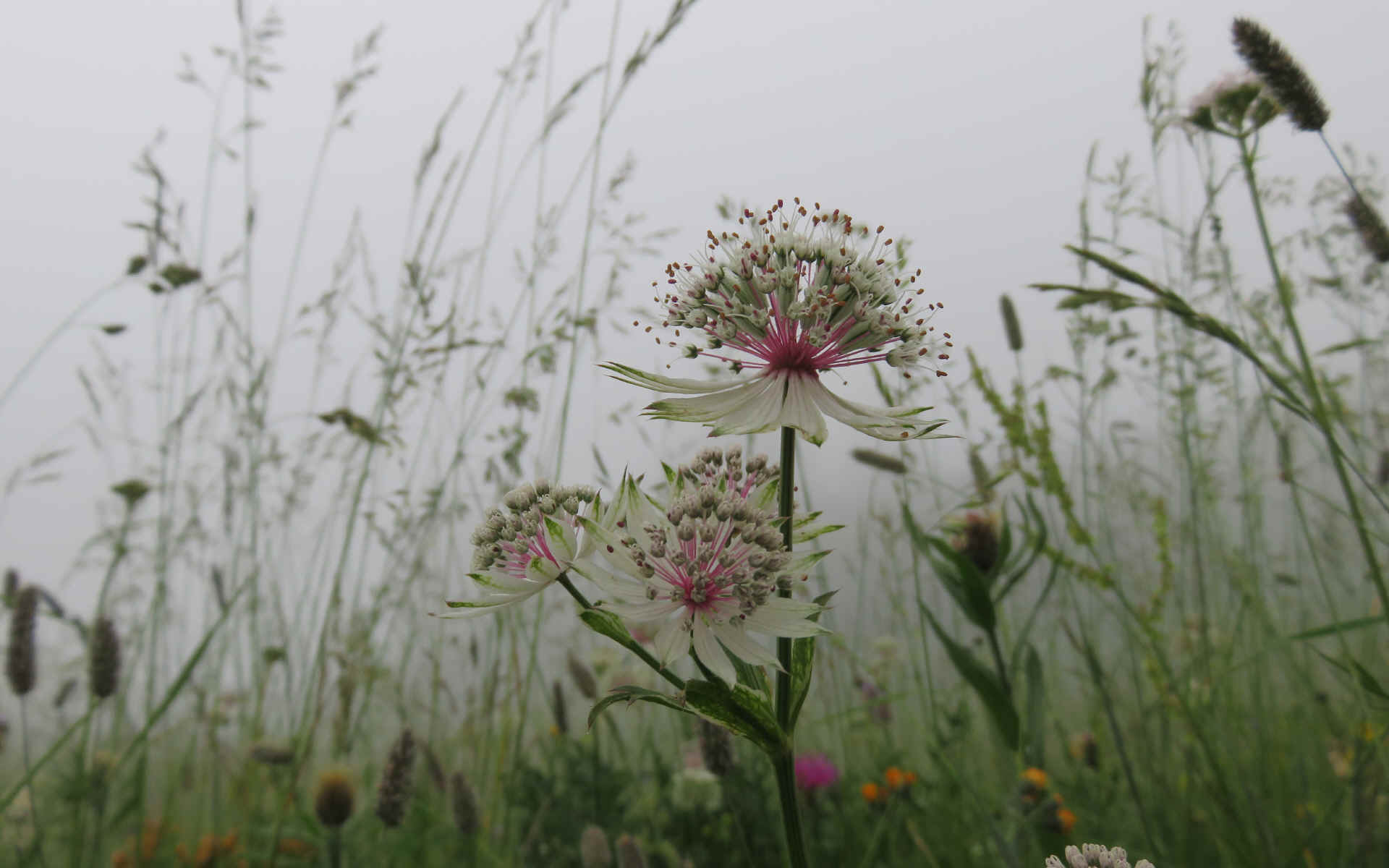  Salvagny - Moede Anterne
