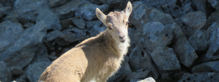 Alpes Gr 5 Nord - Leman Modane