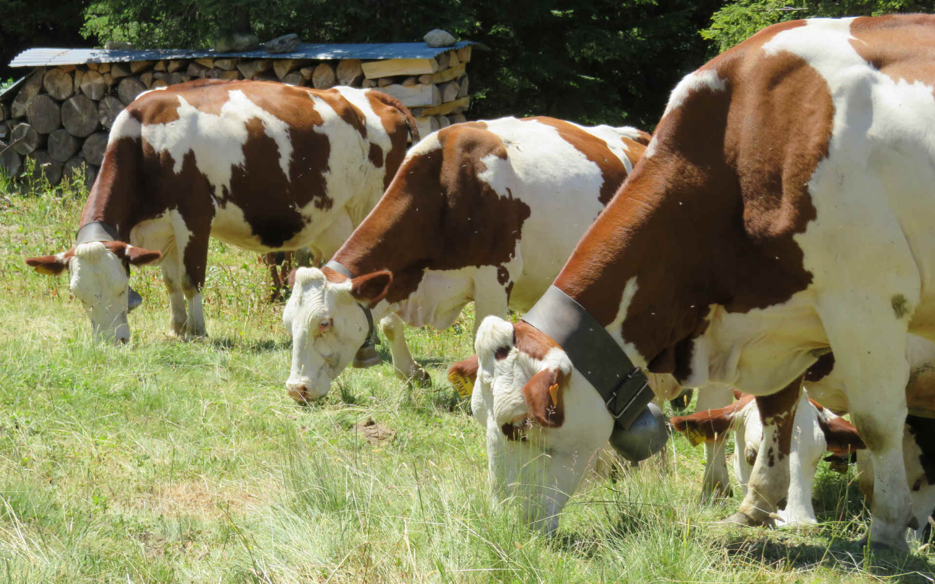  Chamonix - Nant Borrant