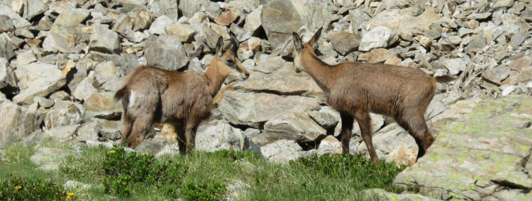 Alpes Gr 5 Sud - Modane Menton