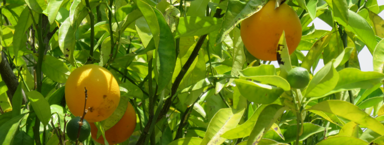 Alpes Gr 5 Sud - Modane Menton