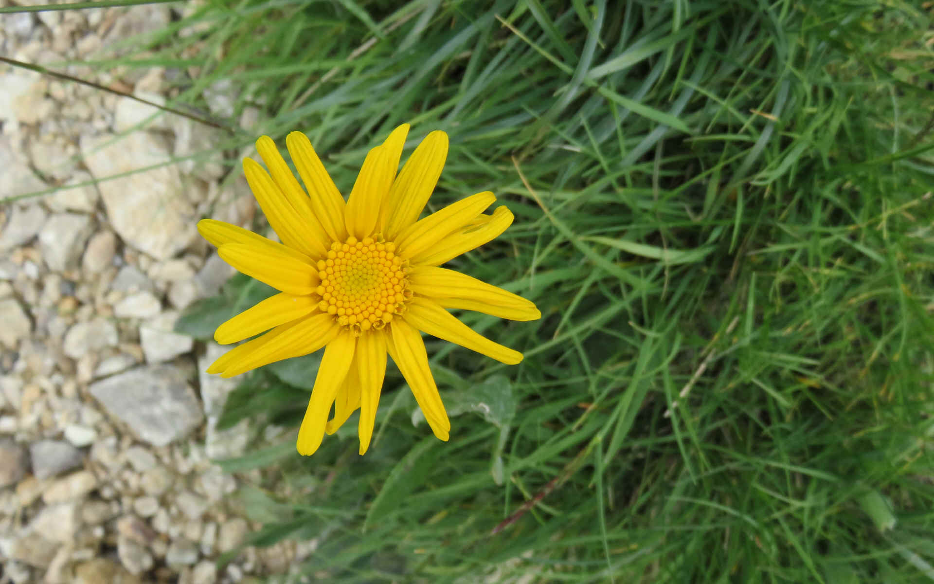  Villard St.Pancrare - Brunissard