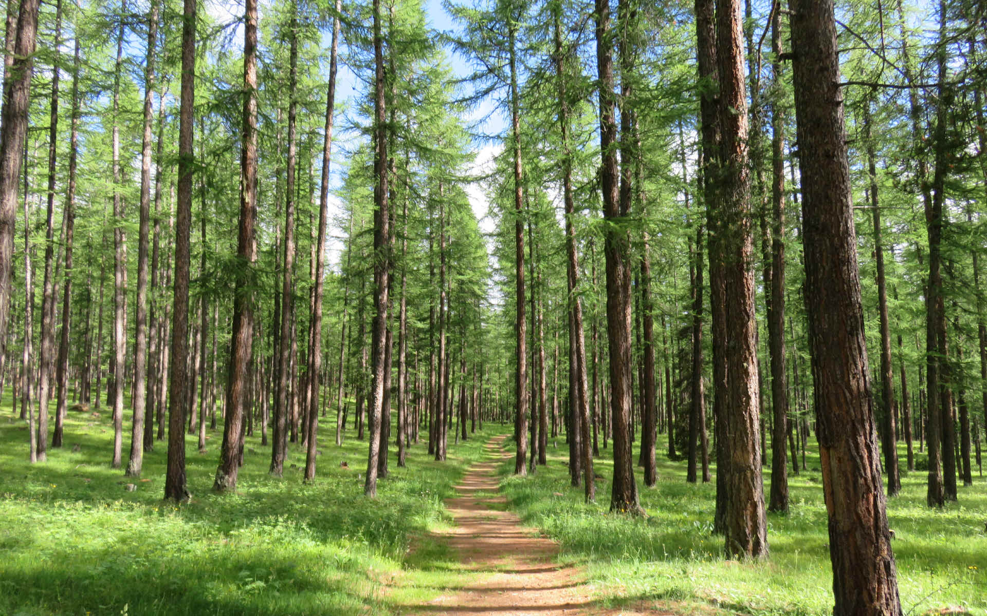  Brunissard - Ceillac