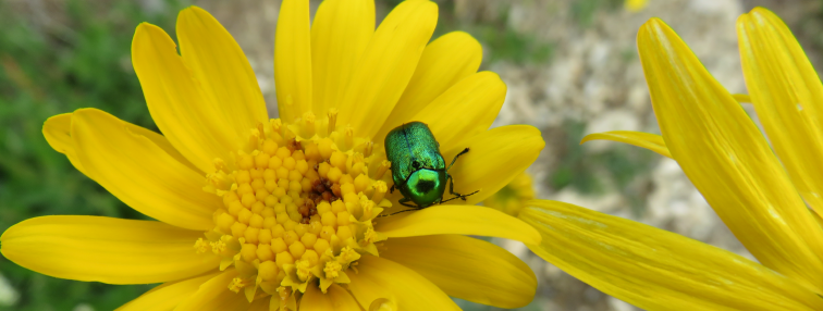Alpes Gr 5 Sud - Modane Menton