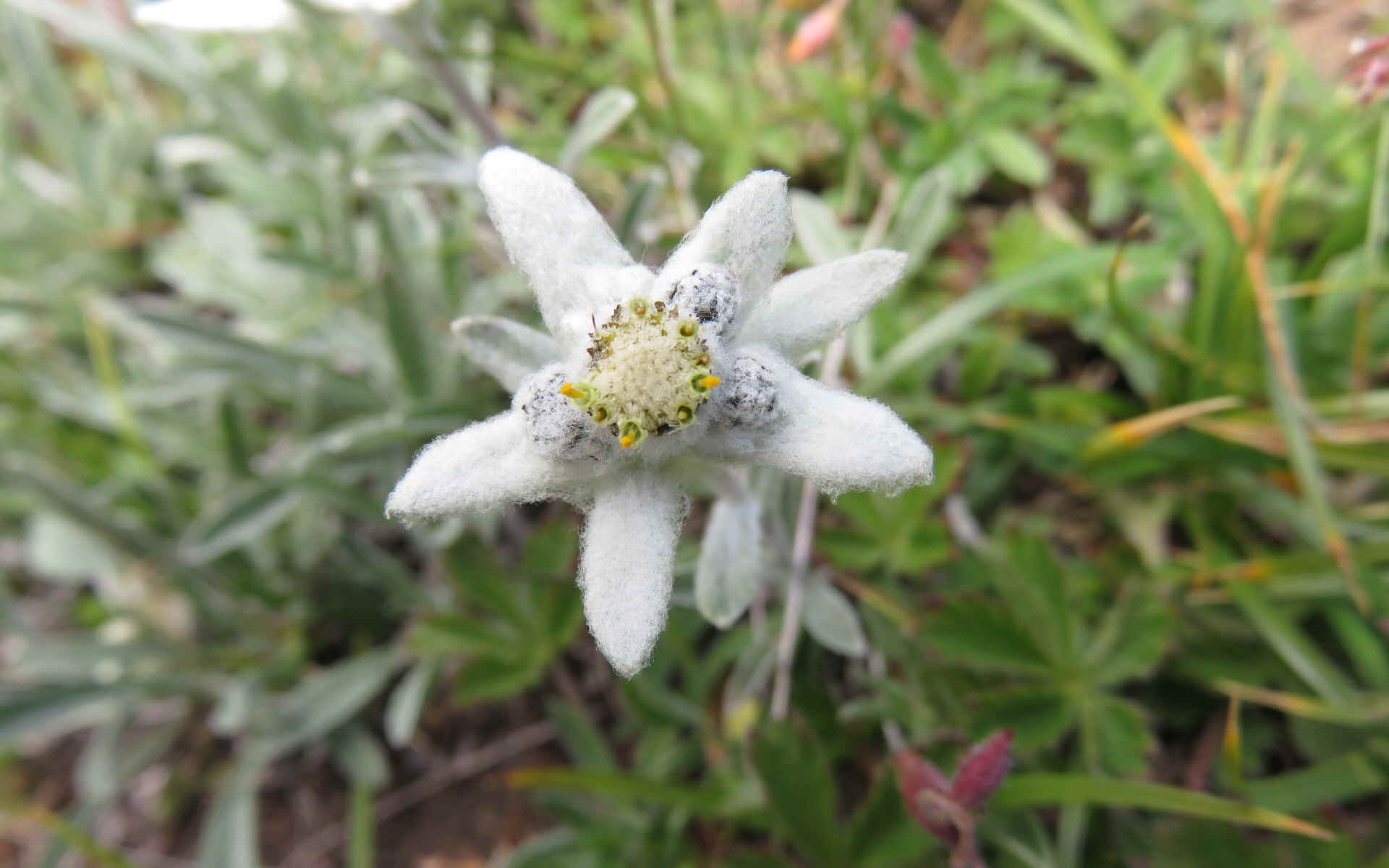  Maljasset - Chiappera