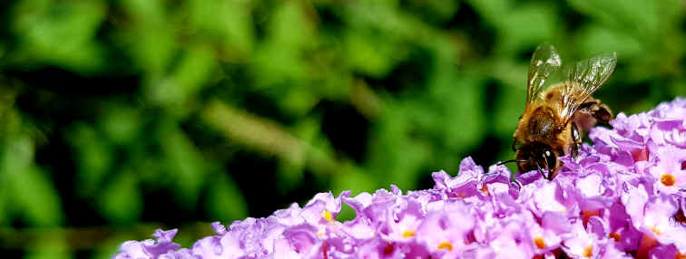 Hommage aux Origines