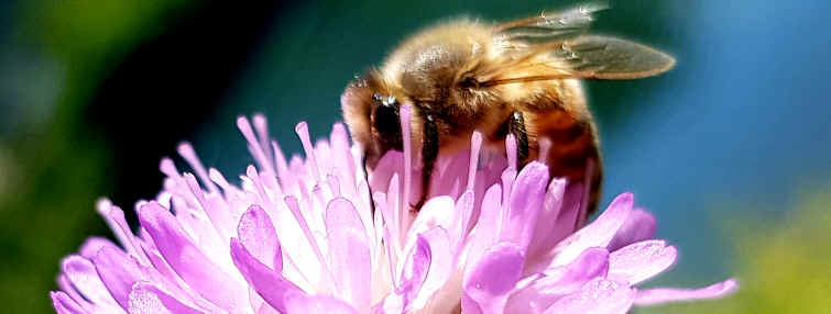 Hommage aux Origines