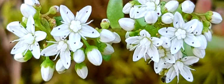 Hommage aux Origines