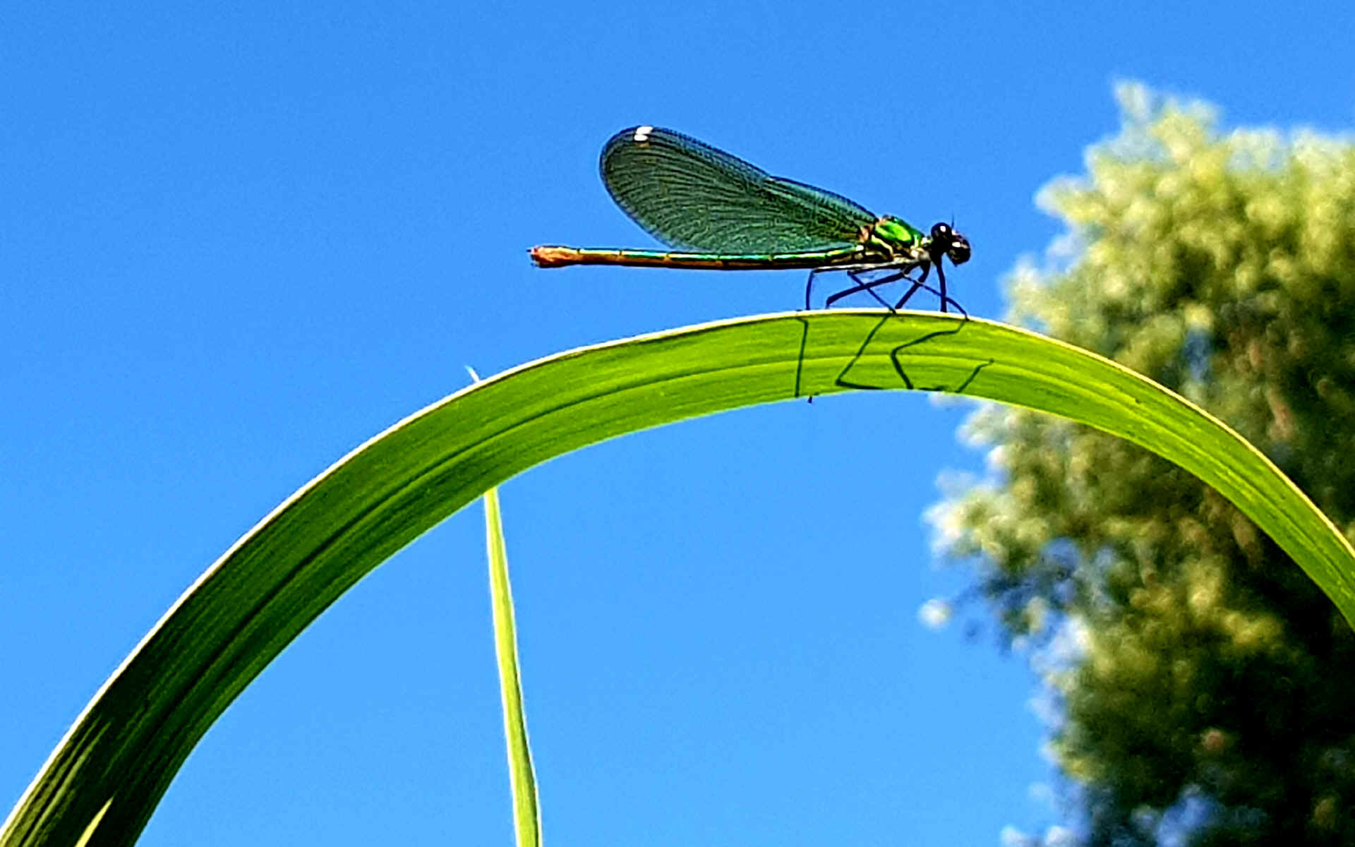  Ponte San Nicolò > San Martino di Venezze