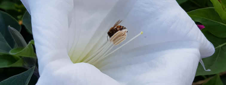 Hommage aux Origines