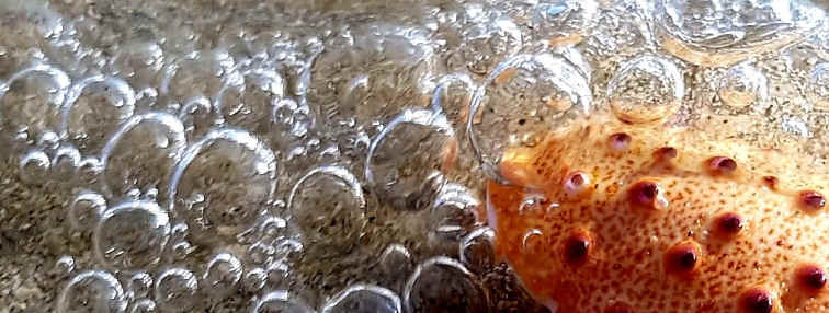 Hommage aux Origines