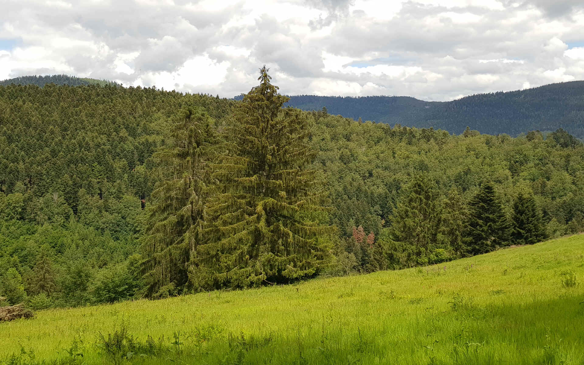  Étang de Thiaville > Steige