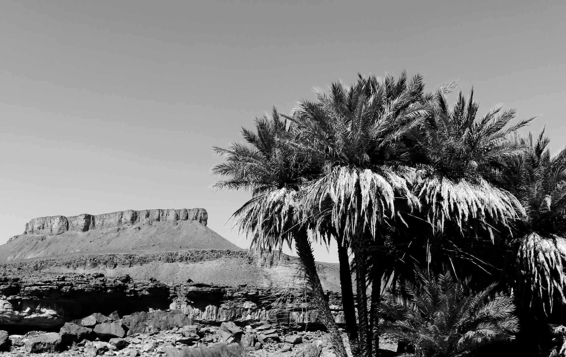  Oasis de Diabi > Oued de Lmhaser