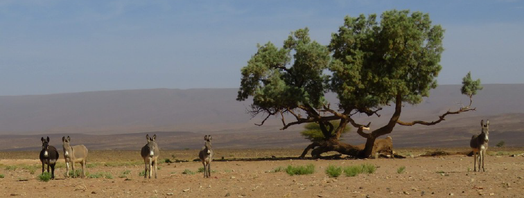 Désert dans la vallée du Drâa. 