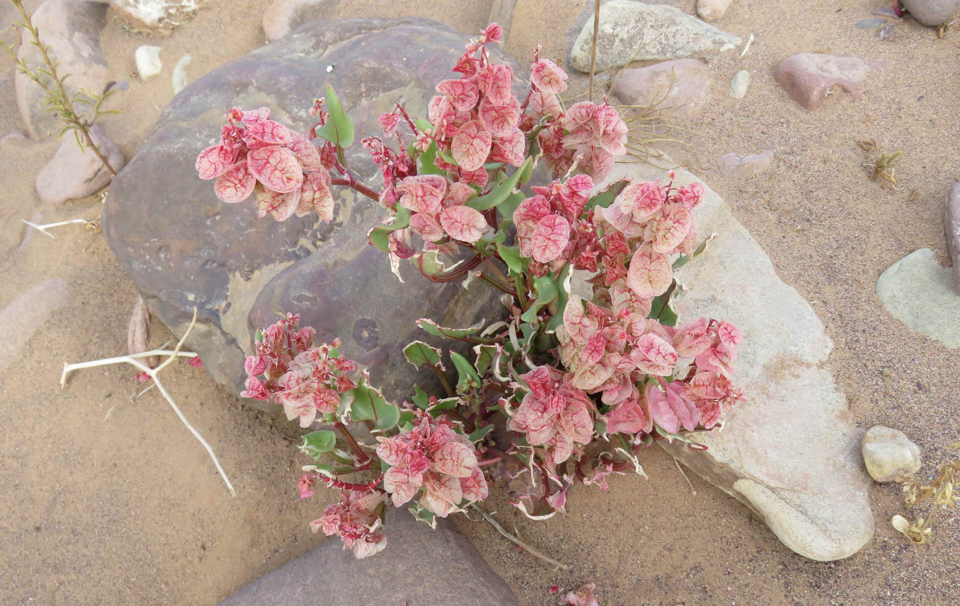  Oasis Laiouge > Dunettes de Zagora