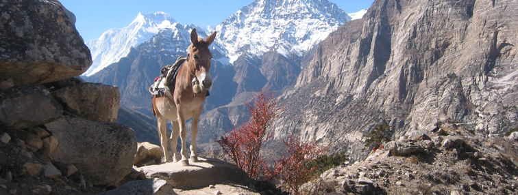 Népal : La vallée de Nar - Phoo