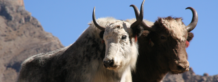 Népal : La vallée de Nar - Phoo