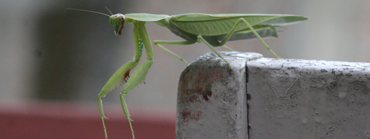Népal : La vallée de Nar - Phoo