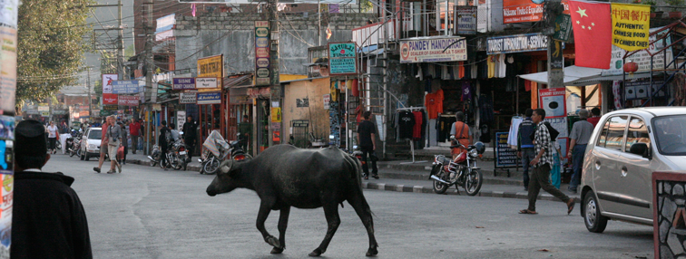 Népal : La vallée de Nar - Phoo