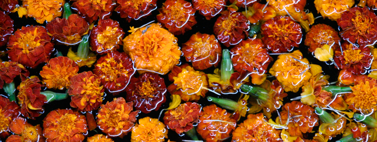 Népal : La vallée de Nar - Phoo