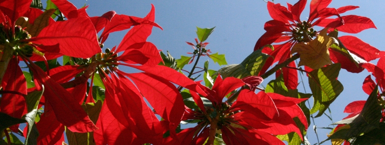 Népal : La vallée de Nar - Phoo