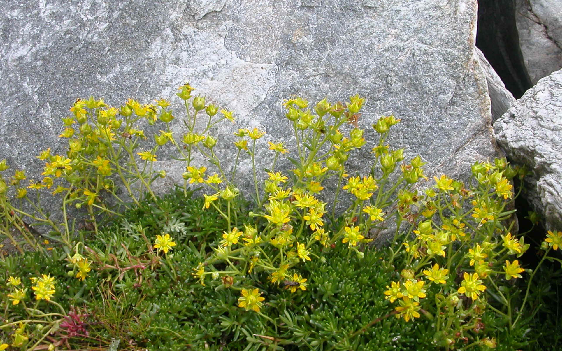  de Lauson à Valsavarenche..