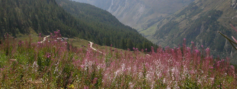 Tour du Grand Paradis