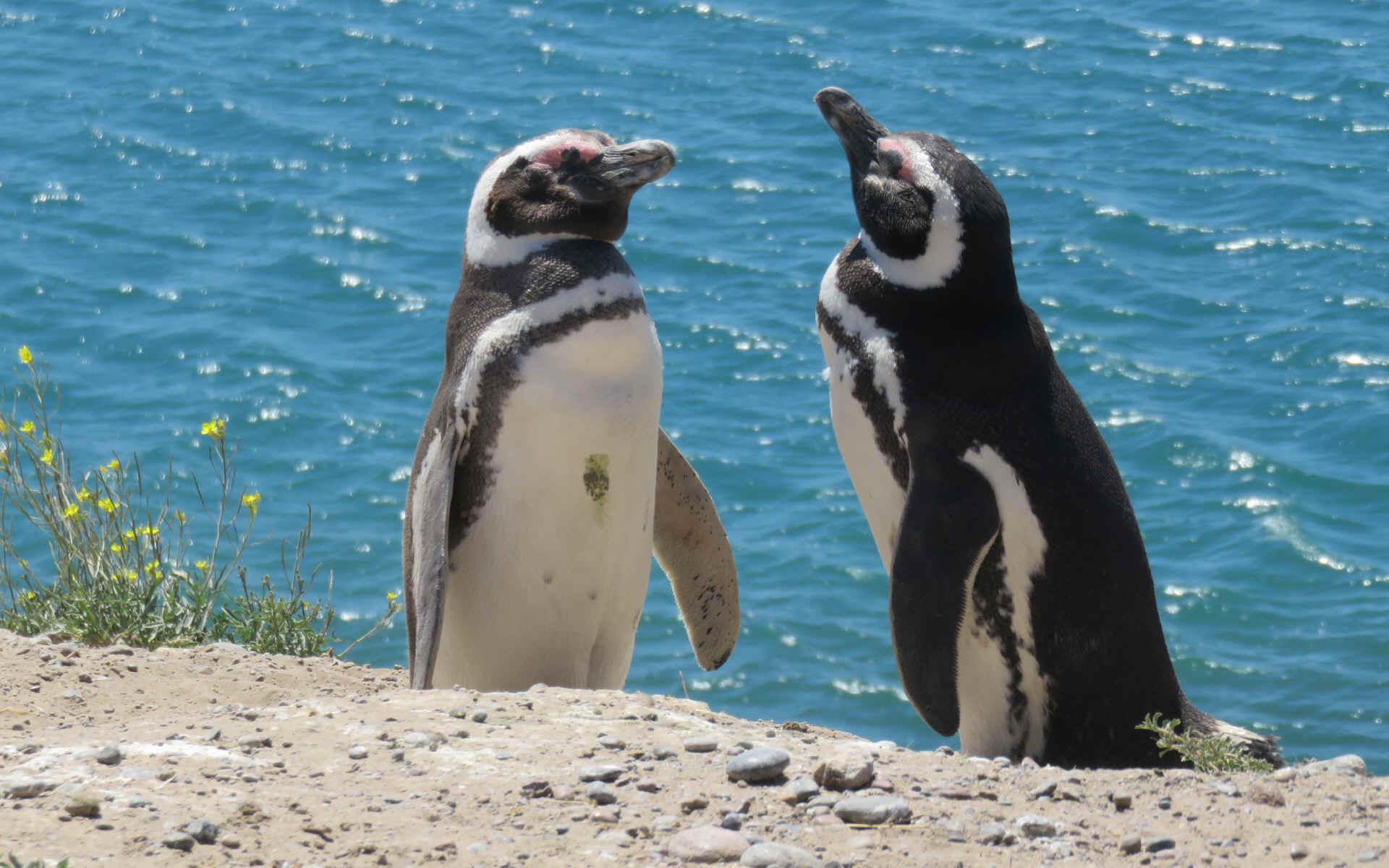  La Péninsule Valdès