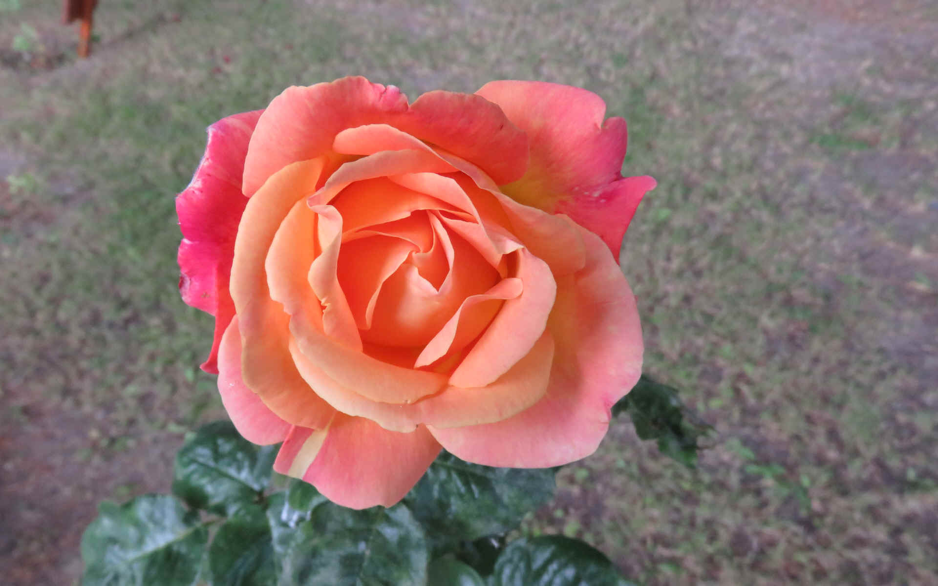  El Calafate - El Chalten