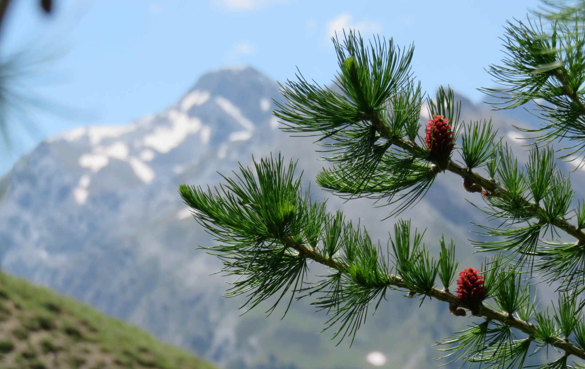  Ceillac - Saint Véran