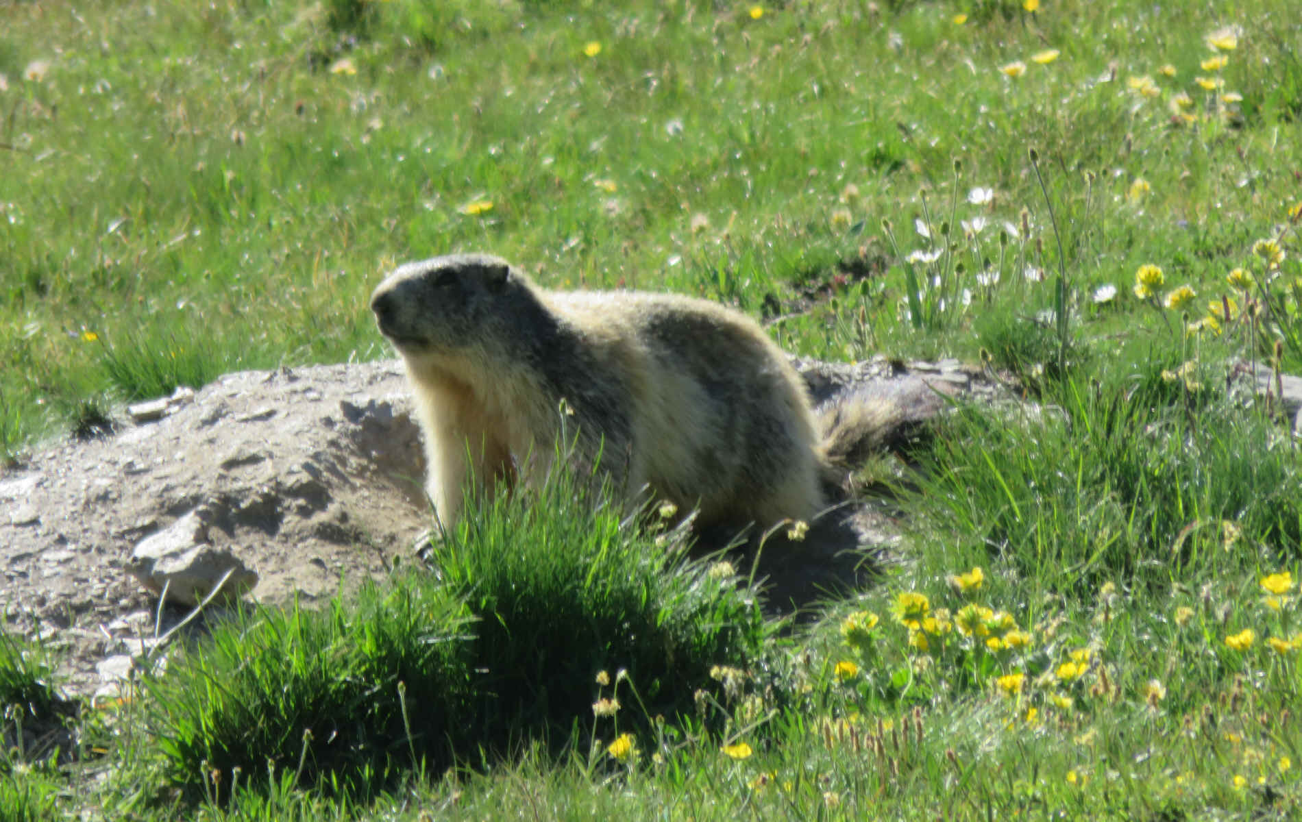  Fonts de Cervières - La Chalp