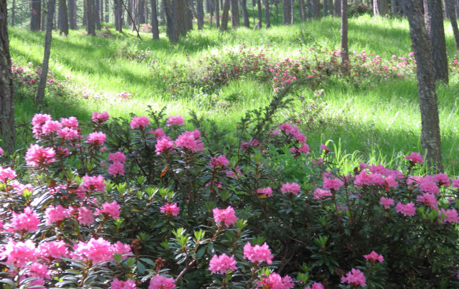  La Chalp - Refuge de Furfande