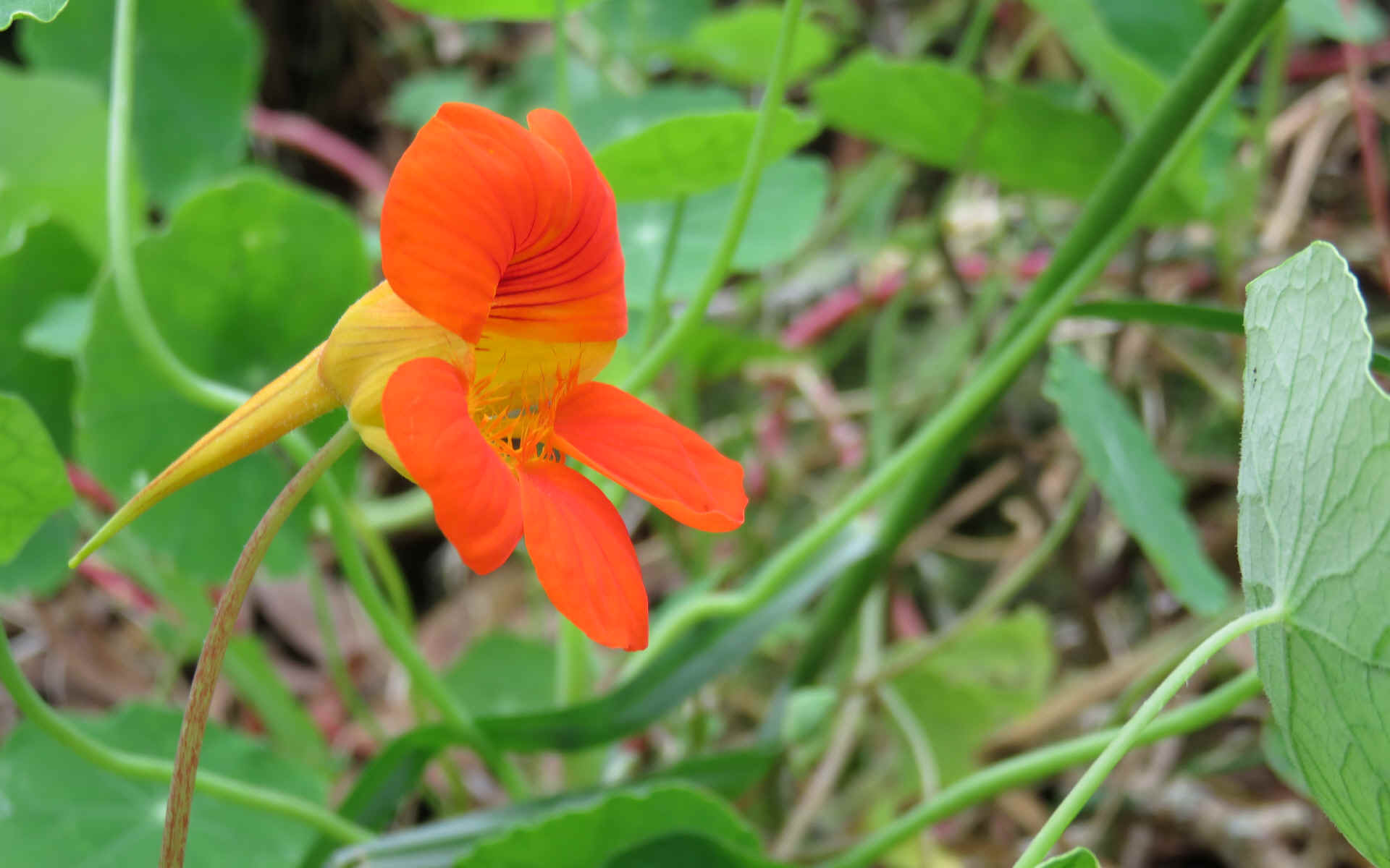  Saint Denis - Plaine des Chicots - La Roche Ecrite