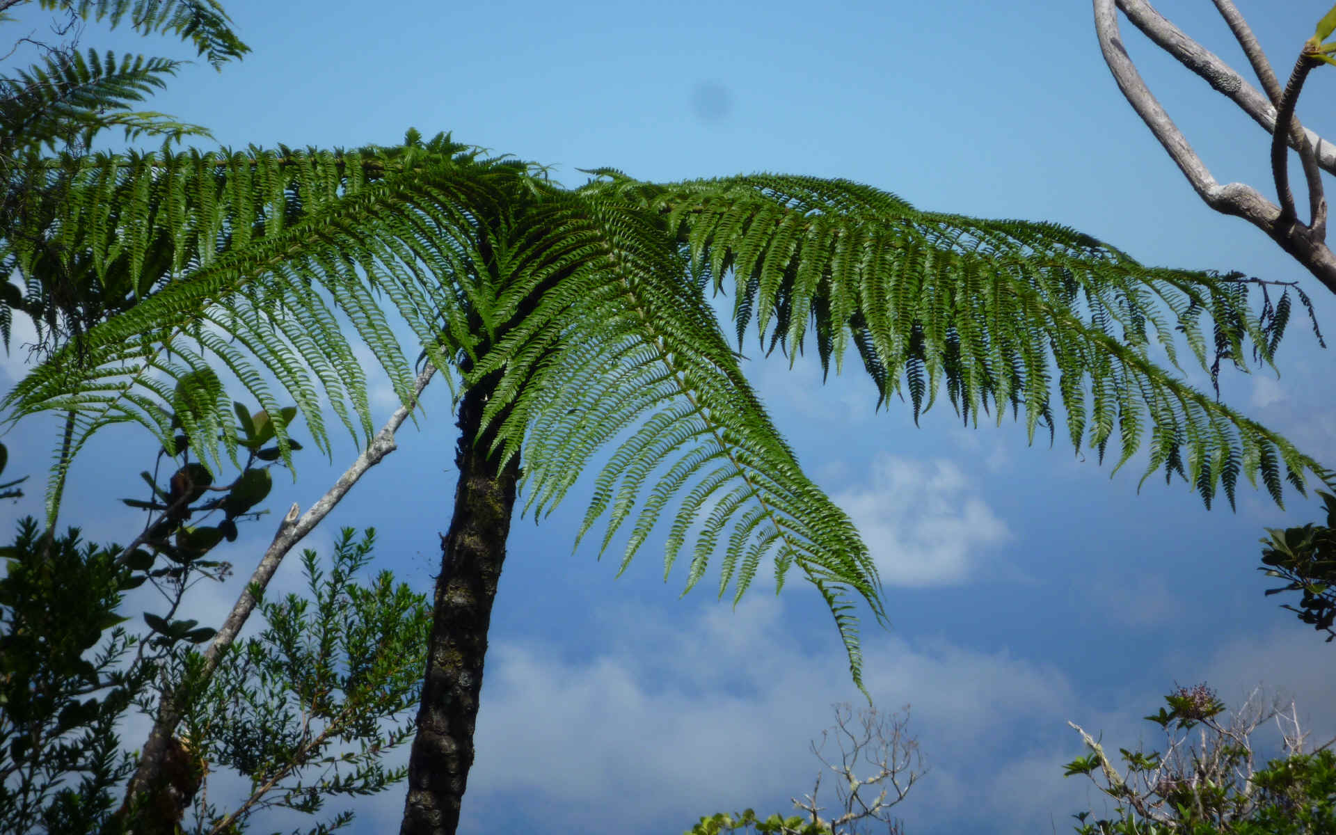  Piton de la Fournaise - Basse vallée - Vincendo
