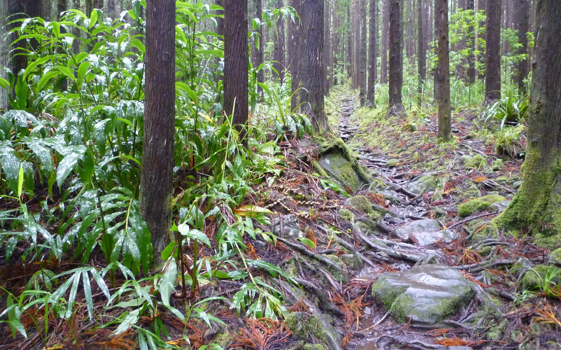  Piton des Neiges - Hell Bourg
