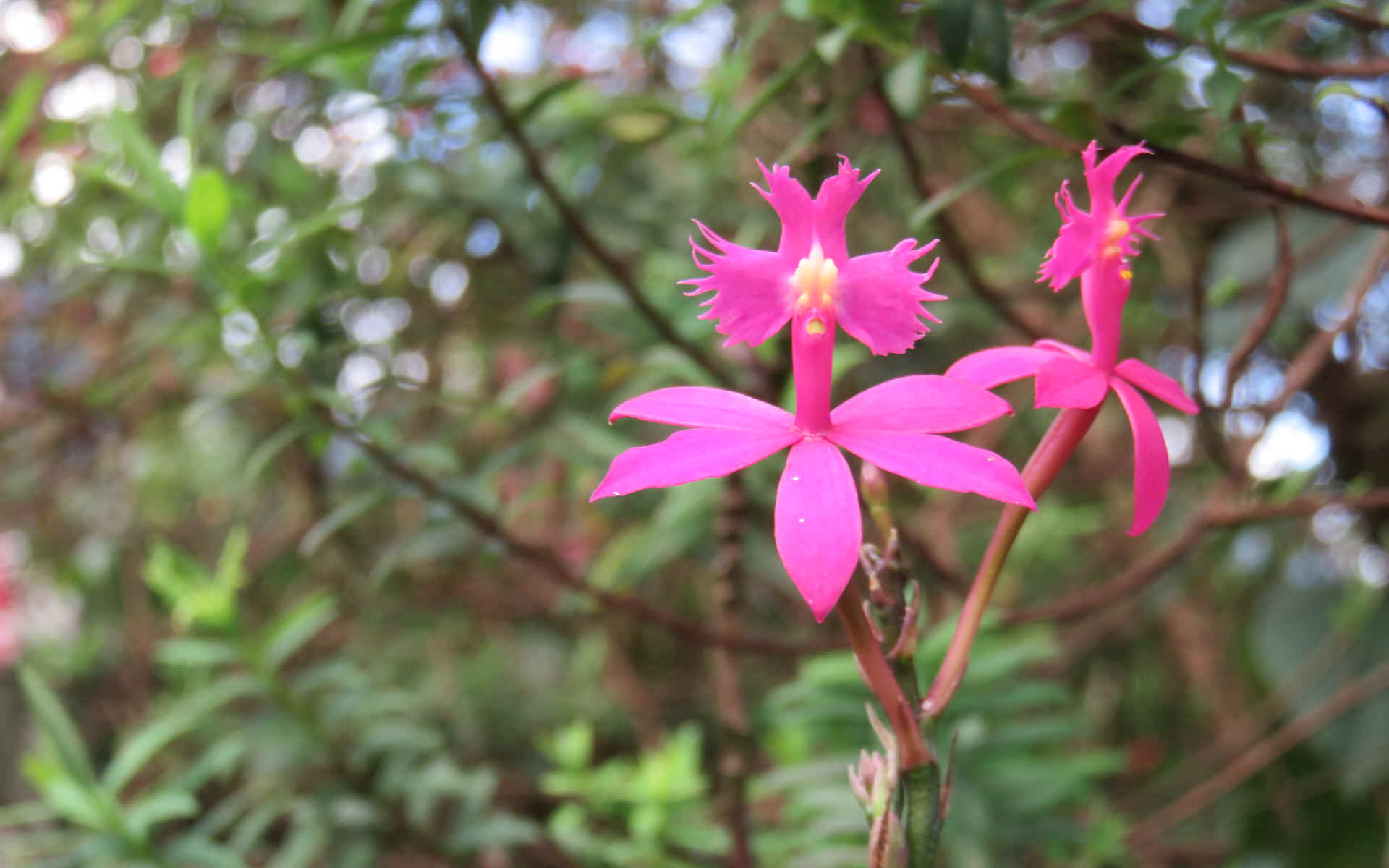  Hell Bourg - Grand Ilet