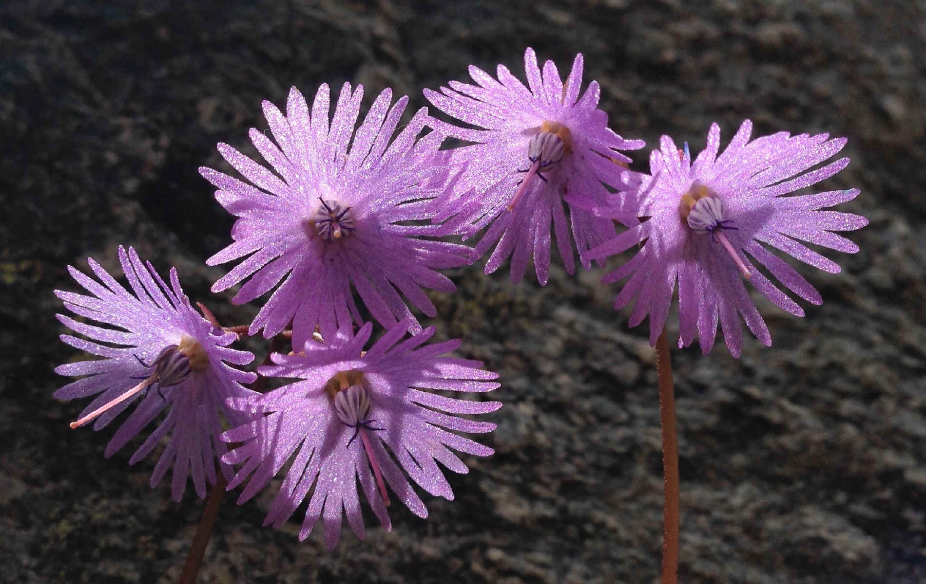  Cretaz (Valtournenche) > refuge Cuney
